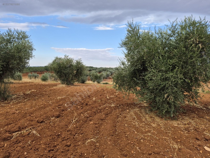 Zeytin Li De Mükemmel Konumda Satılık Zeytin — fotoğraf 5