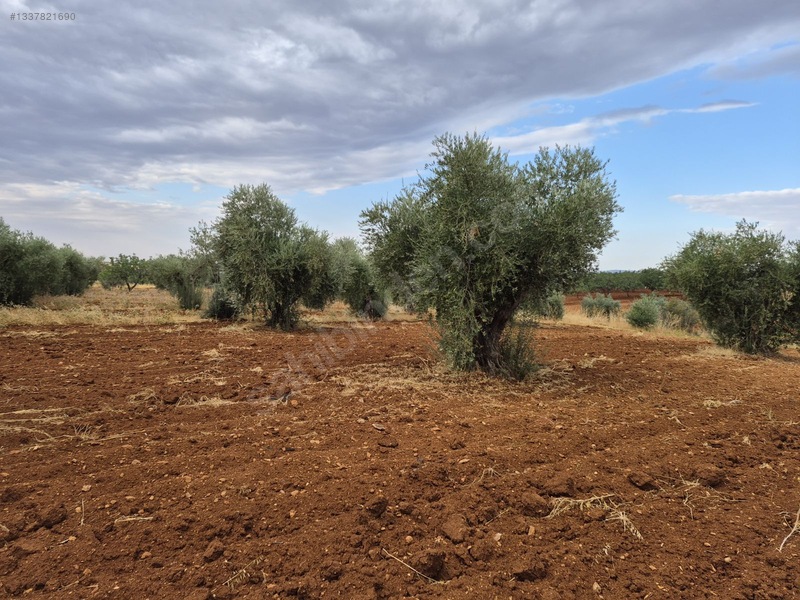 Zeytin Li De Mükemmel Konumda Satılık Zeytin — fotoğraf 6