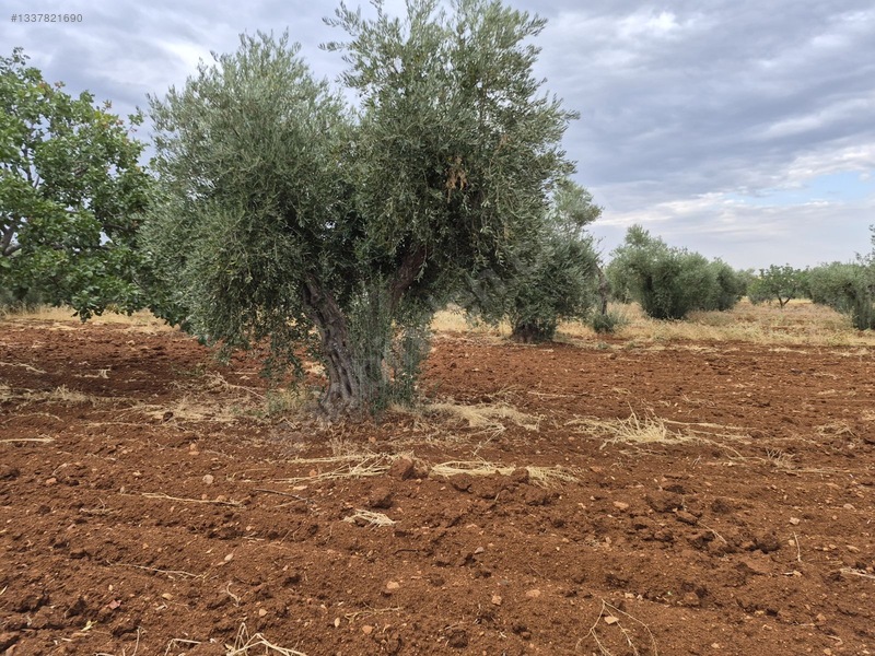 Zeytin Li De Mükemmel Konumda Satılık Zeytin — fotoğraf 7