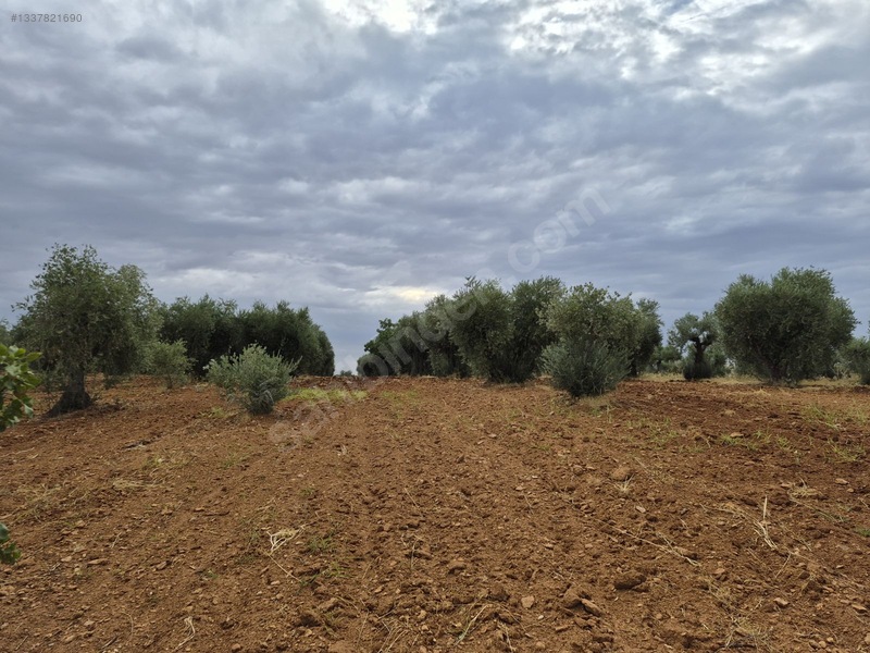 Zeytin Li De Mükemmel Konumda Satılık Zeytin — fotoğraf 8
