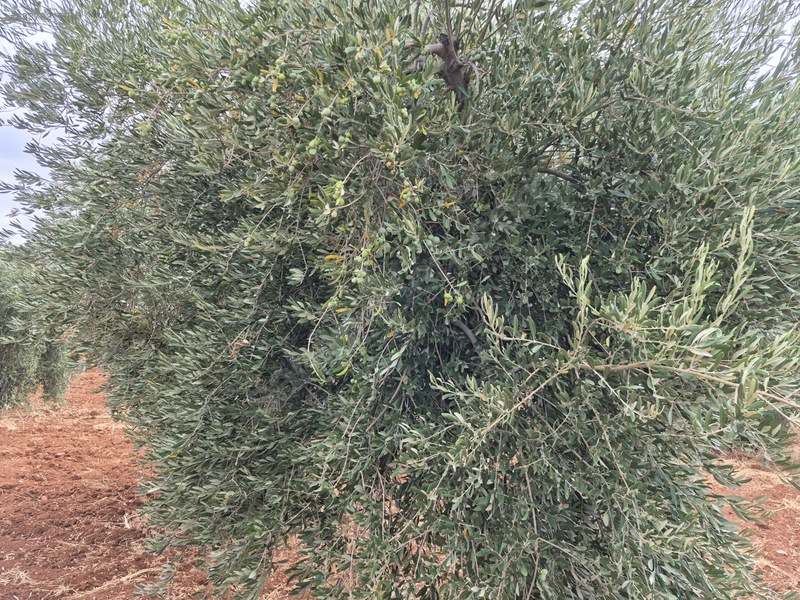 Zeytin Li De Mükemmel Konumda Satılık Zeytin — fotoğraf 9