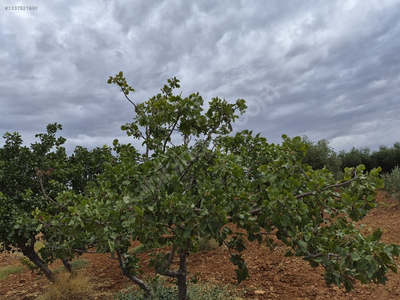 Zeytin Li De Mükemmel Konumda Satılık Zeytin — fotoğraf 10