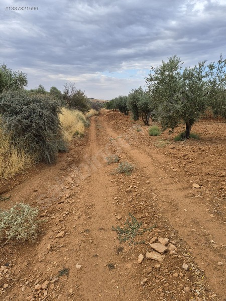 Zeytin Li De Mükemmel Konumda Satılık Zeytin — fotoğraf 11