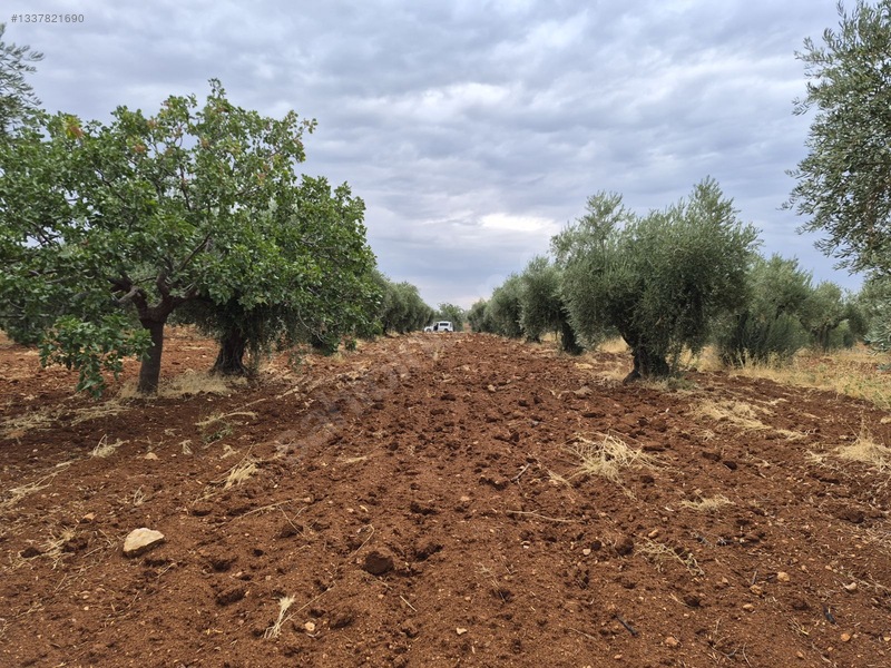 Zeytin Li De Mükemmel Konumda Satılık Zeytin — fotoğraf 12