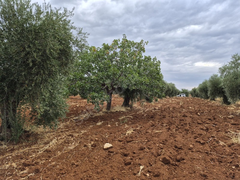 Zeytin Li De Mükemmel Konumda Satılık Zeytin — fotoğraf 13