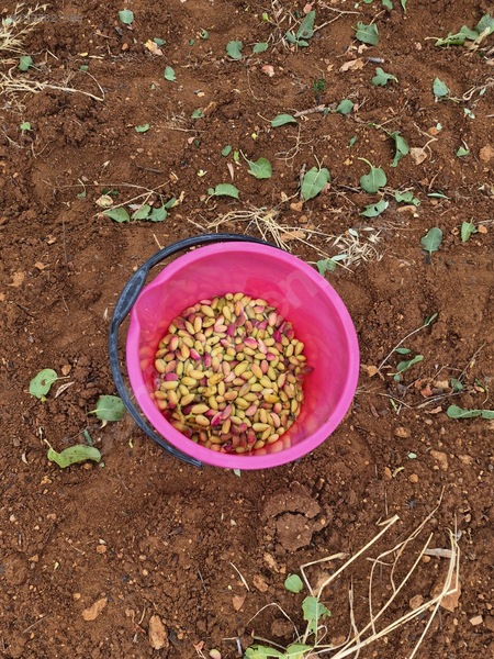 Zeytin Li De Mükemmel Konumda Satılık Zeytin — fotoğraf 14