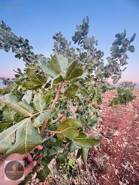 Gündoğdu'dan Oguzeli Karaburun'da Yatırımlık Arazi — fotoğraf 3