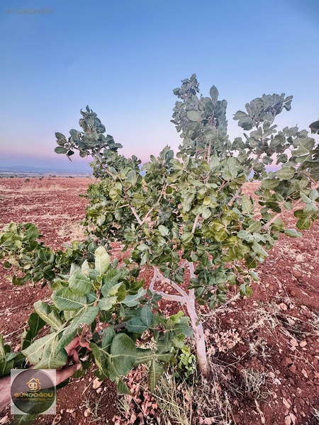 Gündoğdu'dan Oguzeli Karaburun'da Yatırımlık Arazi — fotoğraf 4