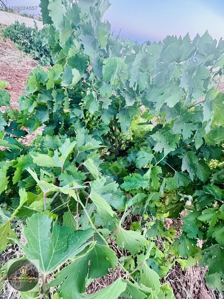 Gündoğdu'dan Oguzeli Karaburun'da Yatırımlık Arazi — fotoğraf 8