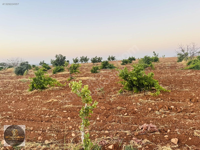Gündoğdu'dan Oguzeli Karaburun'da Yatırımlık Arazi — fotoğraf 11