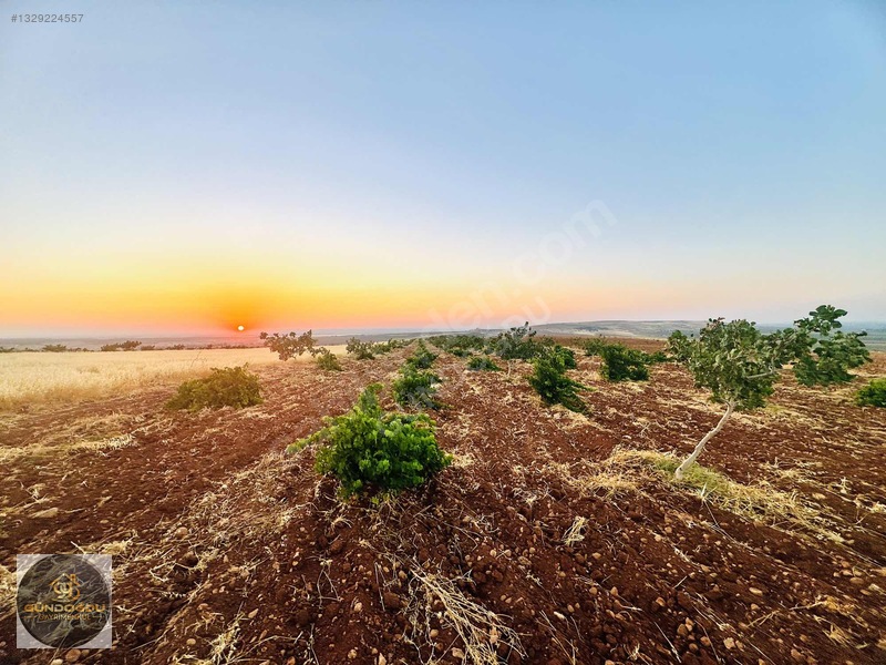 Gündoğdu'dan Oguzeli Karaburun'da Yatırımlık Arazi — fotoğraf 32