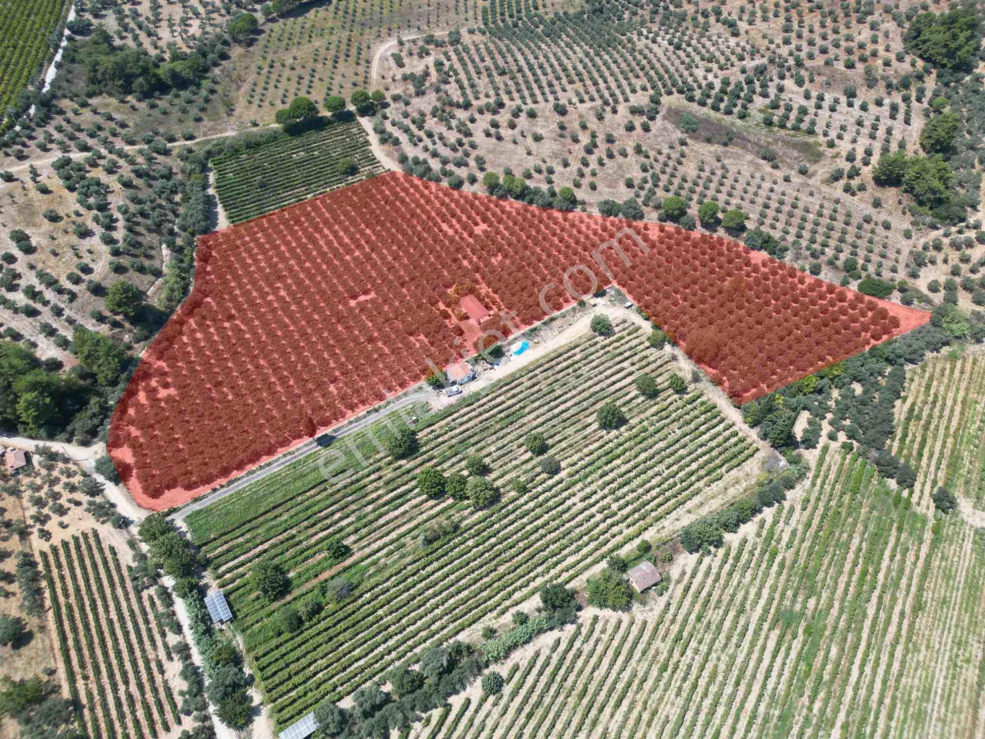 Kuşadası Değirmendere’de Satılık Zeytinlik | Krediye & Takasa Uygun Arsa Tapulu — fotoğraf 2