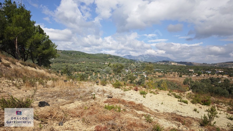 Torbalı Çapak Mh Satılık Tek Tapu Zeytinlik — fotoğraf 6