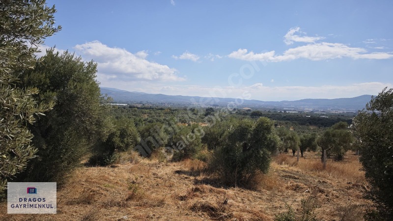 Torbalı Çapak Mh Satılık Tek Tapu Zeytinlik — fotoğraf 8