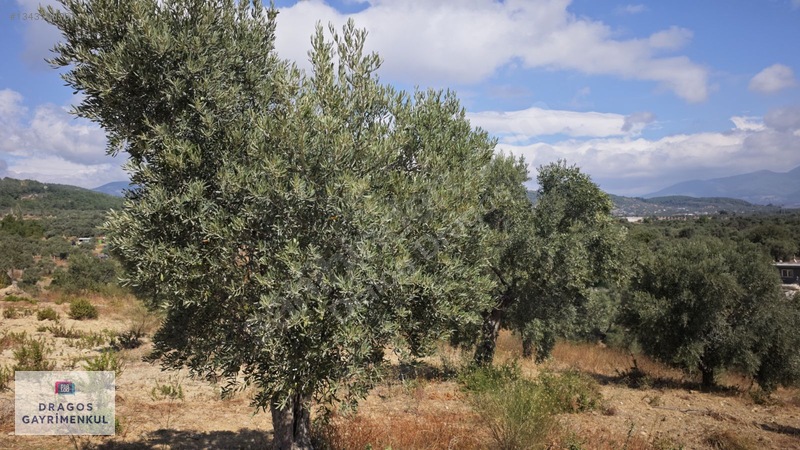 Torbalı Çapak Mh Satılık Tek Tapu Zeytinlik — fotoğraf 19