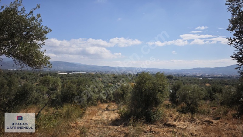 Torbalı Çapak Mh Satılık Tek Tapu Zeytinlik — fotoğraf 24
