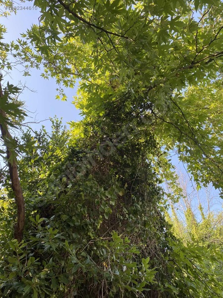 Milas Söğütcük Köyünde Satılık Tarla — fotoğraf 6