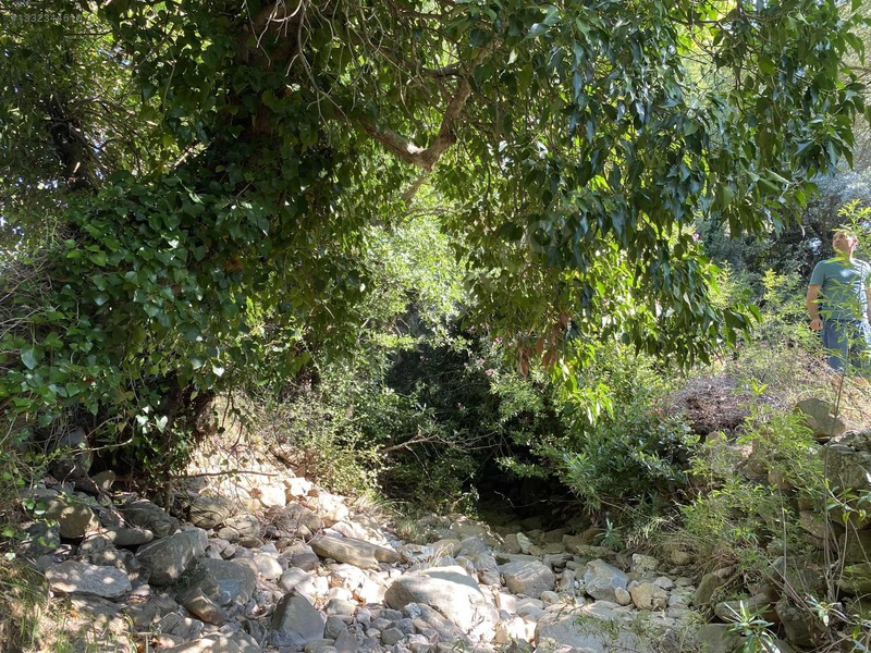 Milas Söğütcük Köyünde Satılık Tarla — fotoğraf 7
