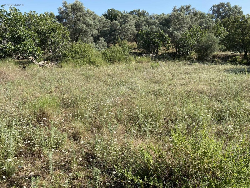 Milas Söğütcük Köyünde Satılık Tarla — fotoğraf 8