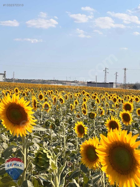 Kapaklı Karaağaç Ta Yatırıma Uygun Sanayı Imarlı Arsa — fotoğraf 9