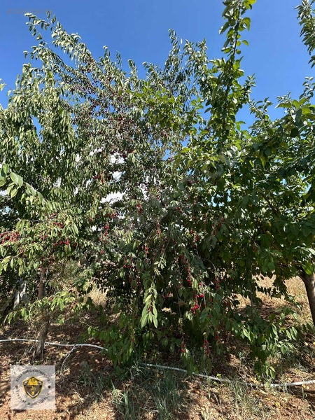 Acil Satılık Hankendi Koparuşağında Hazır Hayalinizdeki Bahçe — fotoğraf 3