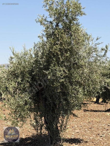 Tonluk Zeytin — fotoğraf 2