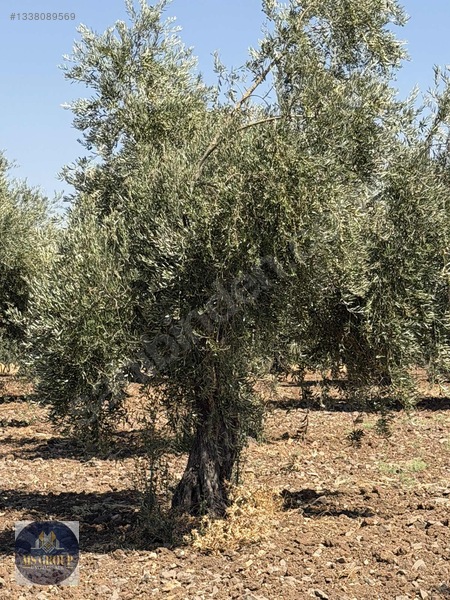 Tonluk Zeytin — fotoğraf 3