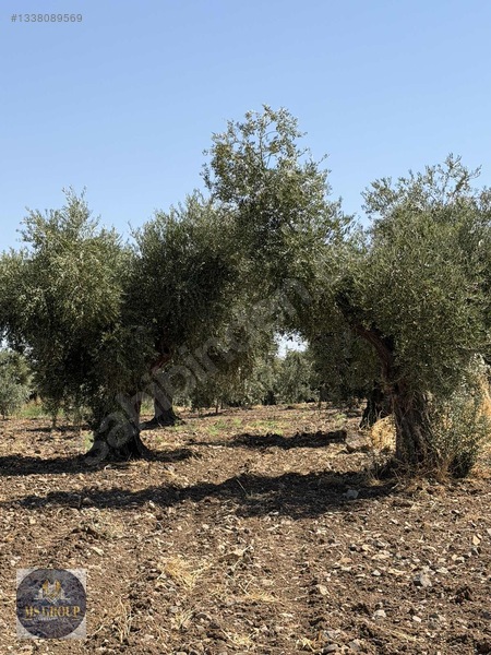 Tonluk Zeytin — fotoğraf 4