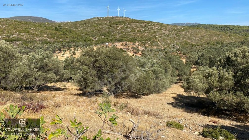 Karaburun Mordoğan Satılık Zeytinli Tarla