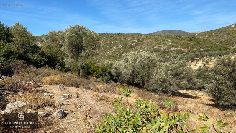 Karaburun Mordoğan Satılık Zeytinli Tarla — fotoğraf 2