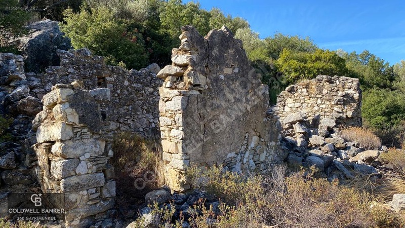 Karaburun Mordoğan Satılık Zeytinli Tarla — fotoğraf 3