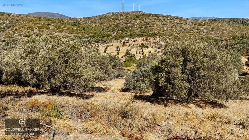 Karaburun Mordoğan Satılık Zeytinli Tarla — fotoğraf 4