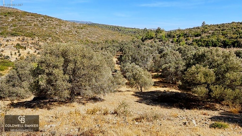 Karaburun Mordoğan Satılık Zeytinli Tarla — fotoğraf 5