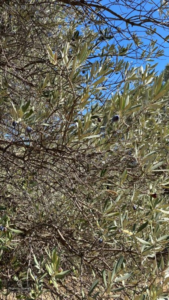 Karaburun Mordoğan Satılık Zeytinli Tarla — fotoğraf 6