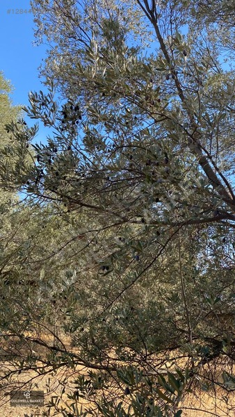 Karaburun Mordoğan Satılık Zeytinli Tarla — fotoğraf 7