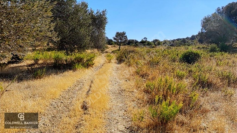 Karaburun Mordoğan Satılık Zeytinli Tarla — fotoğraf 8