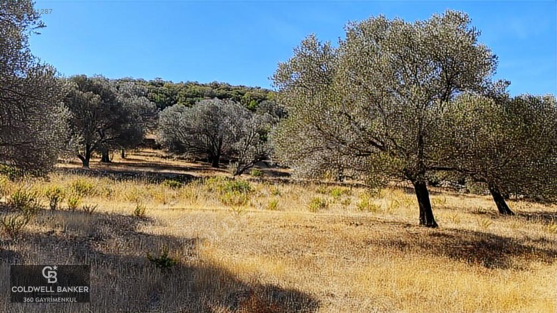 Karaburun Mordoğan Satılık Zeytinli Tarla — fotoğraf 9
