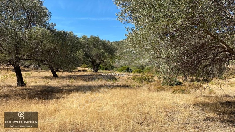 Karaburun Mordoğan Satılık Zeytinli Tarla — fotoğraf 10