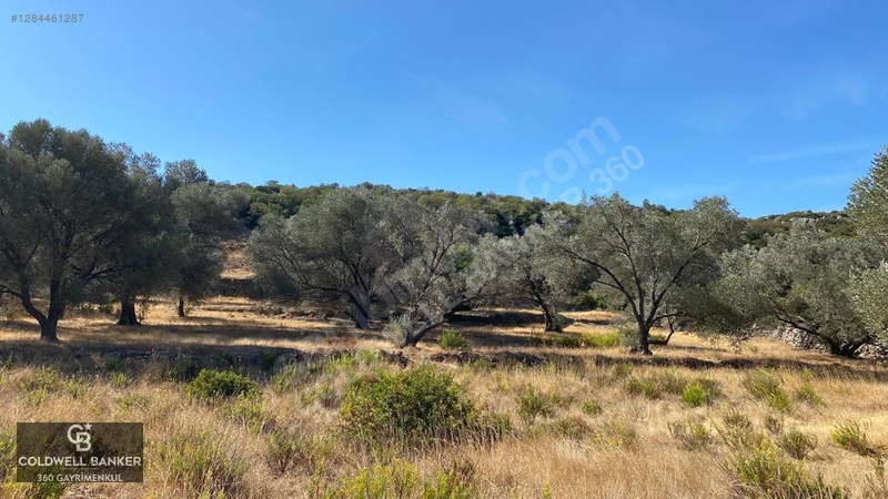 Karaburun Mordoğan Satılık Zeytinli Tarla — fotoğraf 11