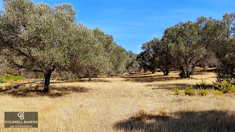 Karaburun Mordoğan Satılık Zeytinli Tarla — fotoğraf 12