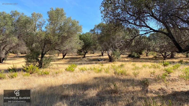 Karaburun Mordoğan Satılık Zeytinli Tarla — fotoğraf 13