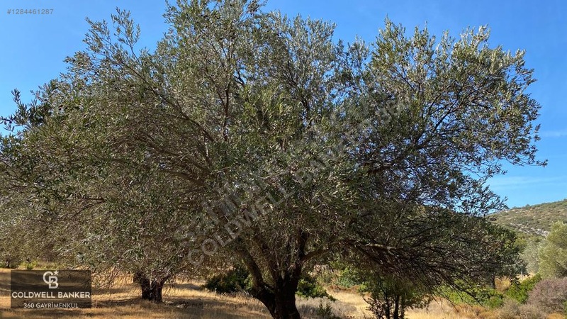 Karaburun Mordoğan Satılık Zeytinli Tarla — fotoğraf 16