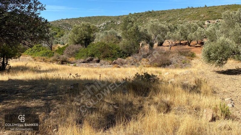 Karaburun Mordoğan Satılık Zeytinli Tarla — fotoğraf 17
