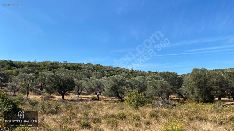 Karaburun Mordoğan Satılık Zeytinli Tarla — fotoğraf 19