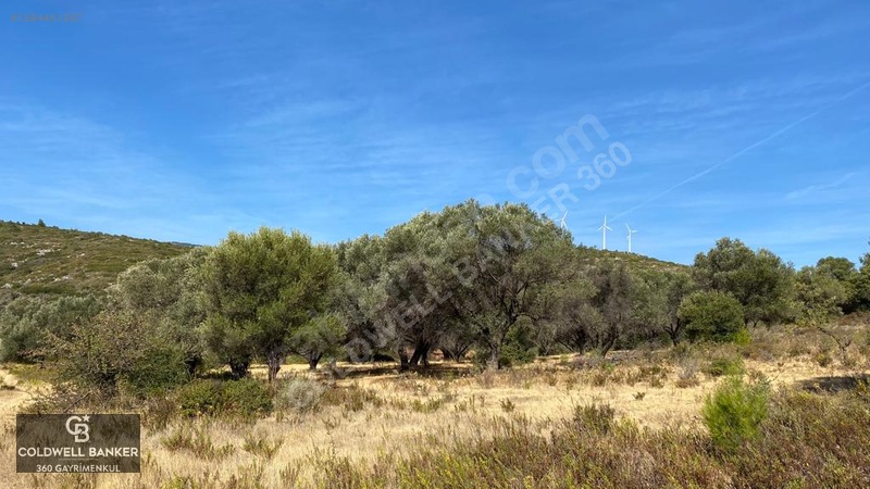 Karaburun Mordoğan Satılık Zeytinli Tarla — fotoğraf 21