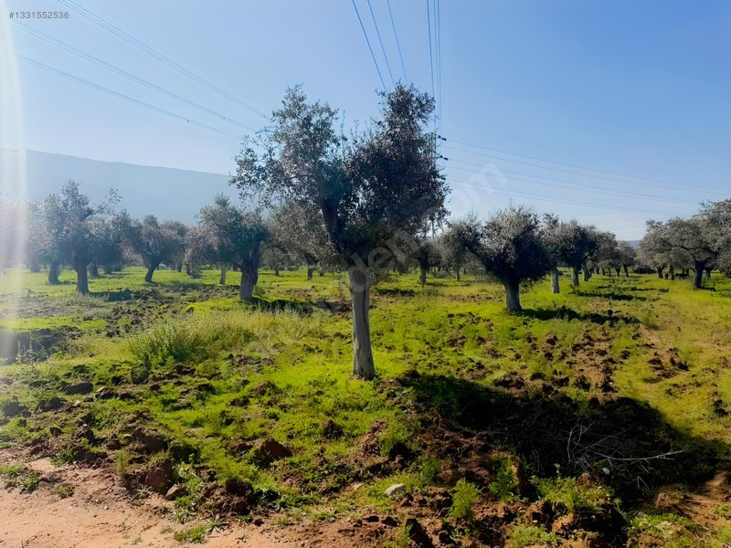 Milas Menteş Te Satılık Verimli Zeytinlik — fotoğraf 2