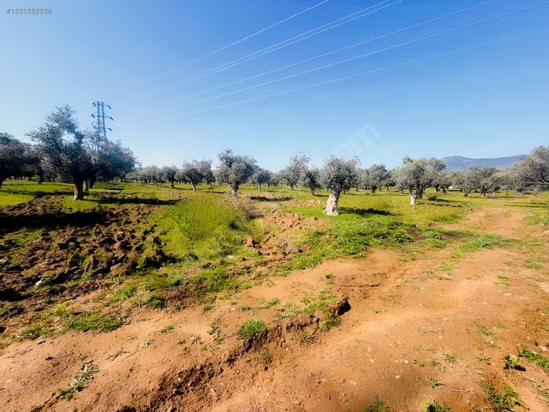 Milas Menteş Te Satılık Verimli Zeytinlik — fotoğraf 5
