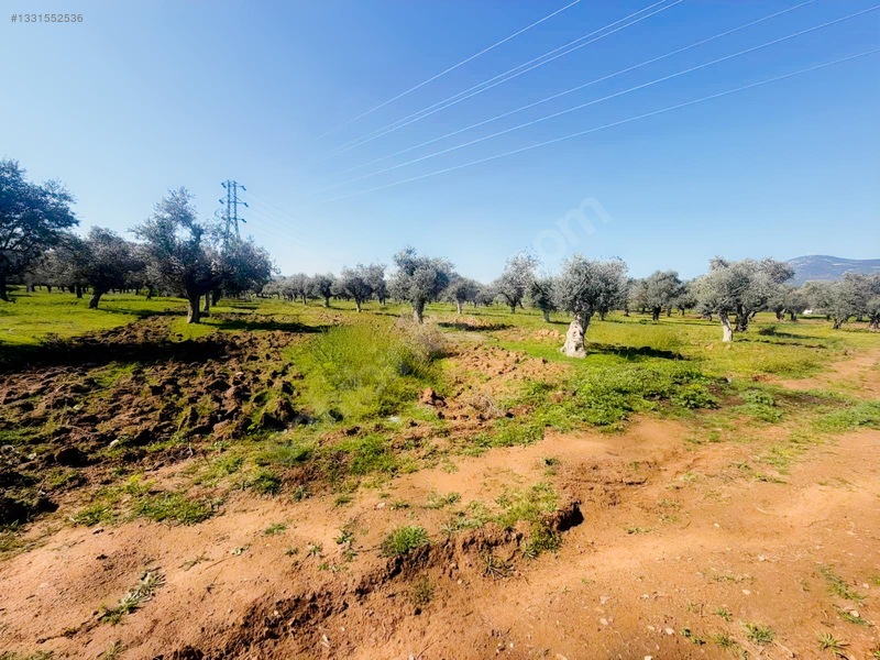 Milas Menteş Te Satılık Verimli Zeytinlik — fotoğraf 7