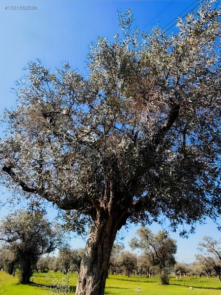 Milas Menteş Te Satılık Verimli Zeytinlik — fotoğraf 11