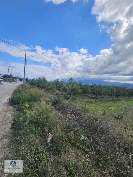 Mudanya Ahmetköy'de Satılık 8 Dönüm Soğuk Hava Deposu Yapılır — fotoğraf 5